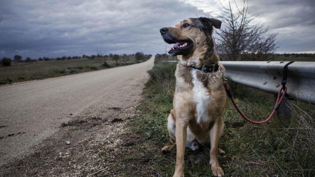 Abandono de animais poderá rendar multa superior a R$ 20 mil