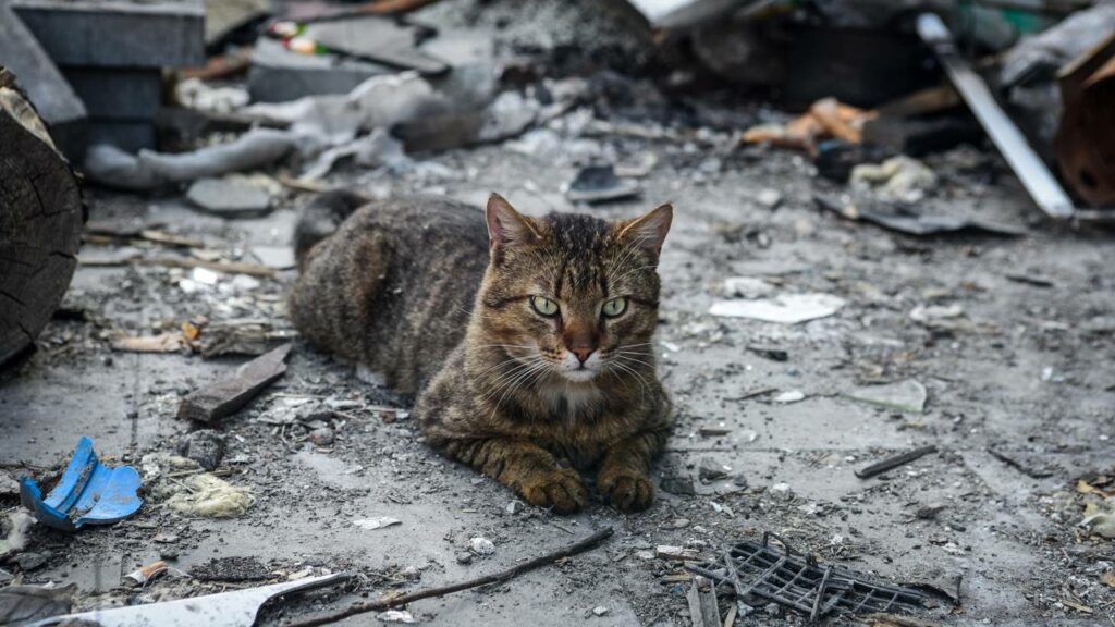 Abandono de animal poderá rendar multa superior a R$ 20 mil