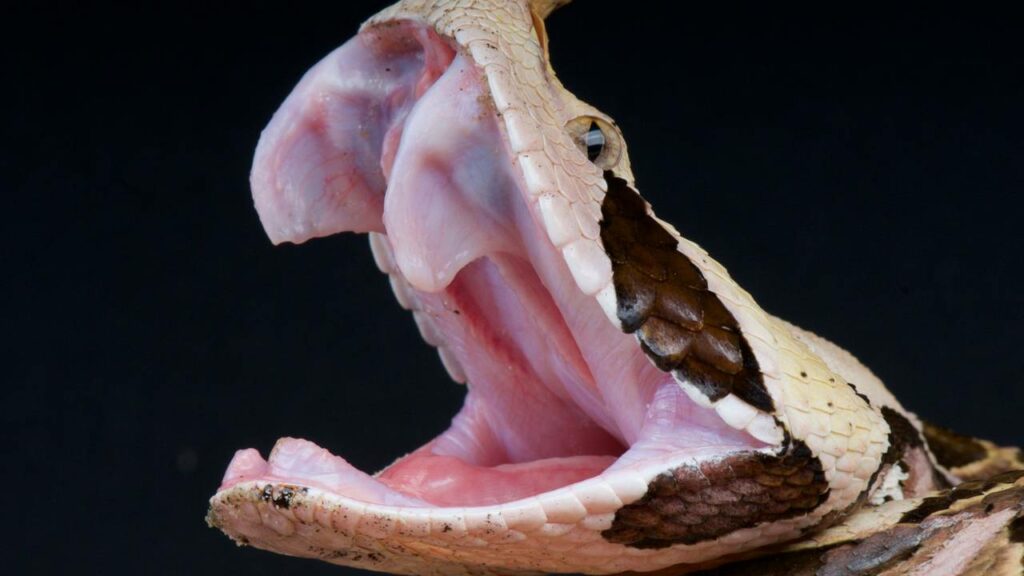 Essa serpente tem presas que podem chegar a até 5 cm e com um veneno poderosíssimo