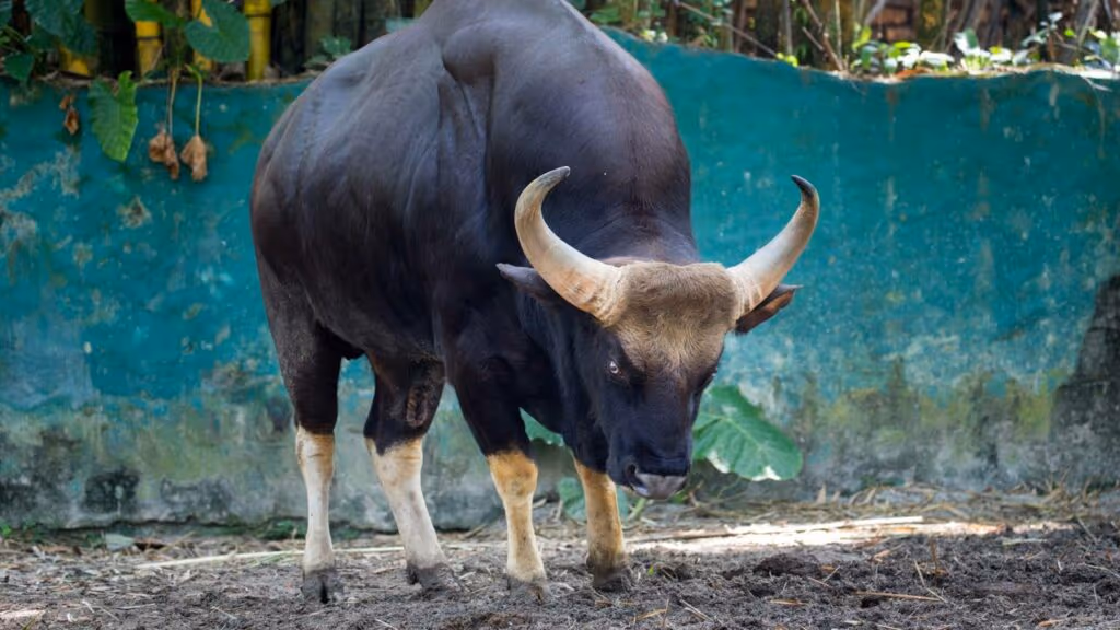 Boi surtado destrói carro, invade casa e cria o caos entre população