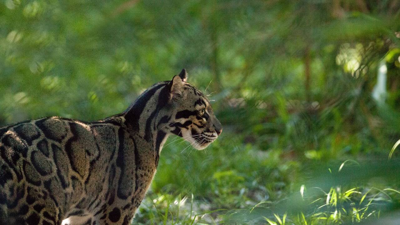 Câmera escondida registra uma das espécies de leopardo mais raras do mundo