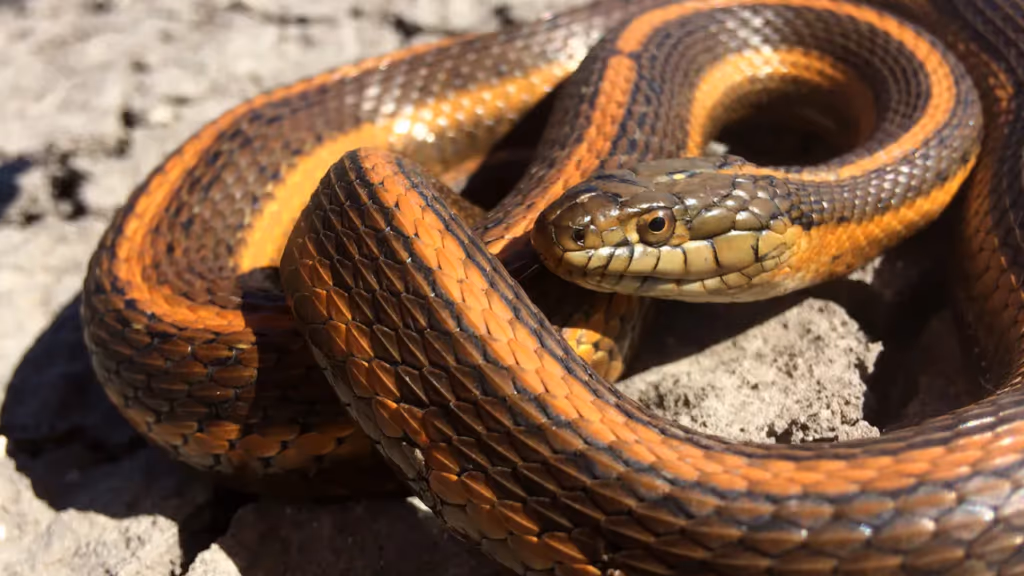 Cientistas descobrem algo surpreendente na urina de cobras