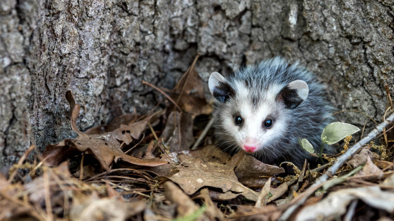 Cobra vira jantar de cassaco após bote errado