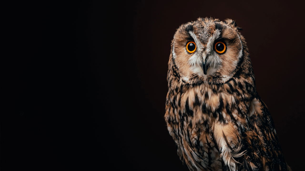 Família grava partida de vôlei e coruja rouba a cena no momento certo