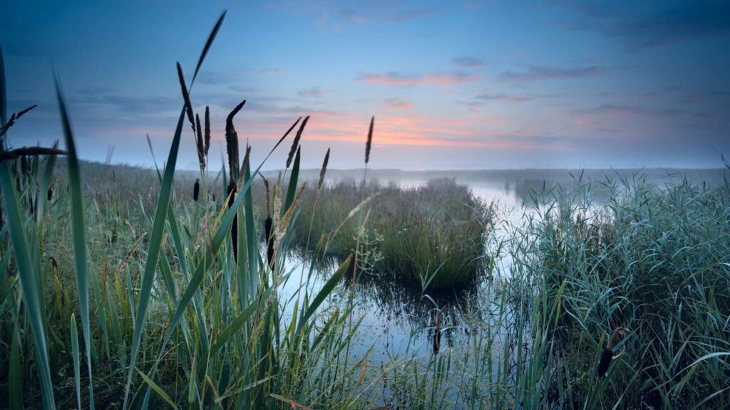 Criaturas enterradas há mais de um século voltaram à vida na orla de praia nos EUA