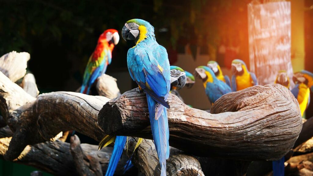 Uma arara azul do Brasil, extinta na natureza há 25 anos, nasce em um zoológico belga