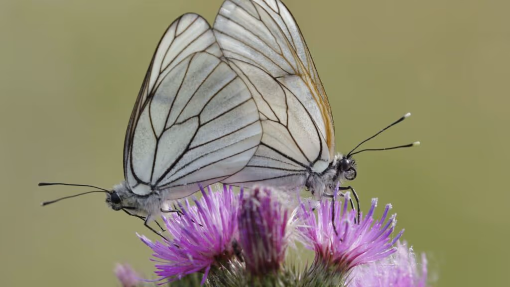 Declarada extinta a borboleta-branca-da-Madeira