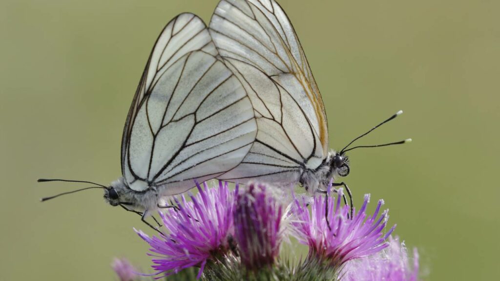 Declarada extinta a borboleta-branca-da-Madeira