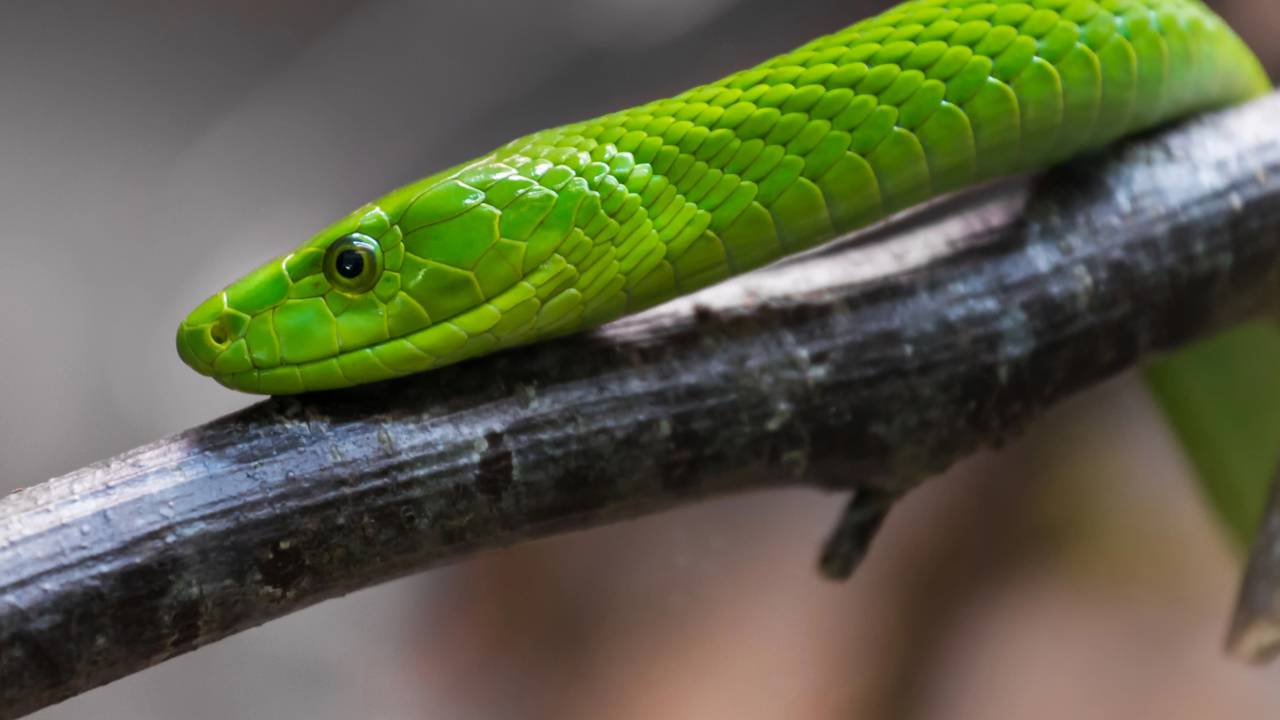 Vídeo mostra o que acontece no corpo após a picada da mamba-verde