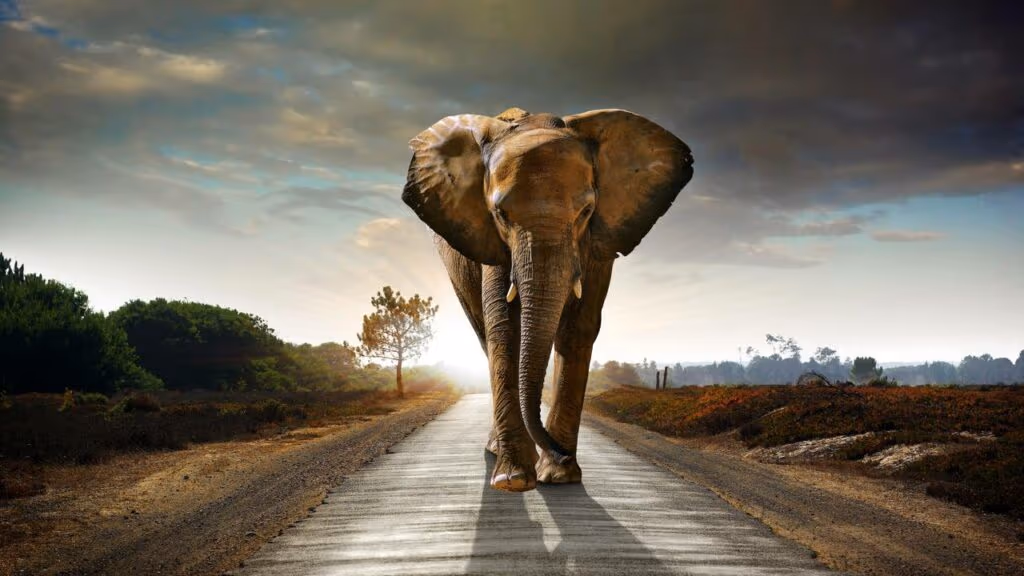 Elefante é flagrado em rodovia cobrando ”pedágio” de caminhões