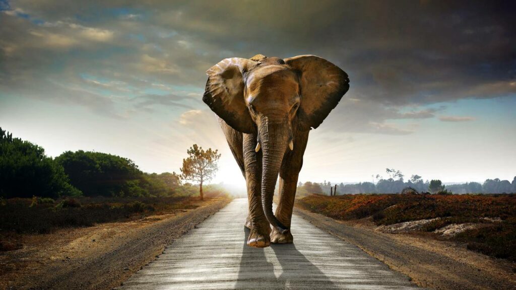 Elefante é flagrado em rodovia cobrando ”pedágio” de caminhões