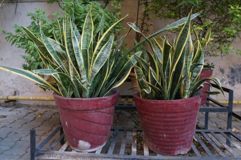 10 plantas tóxicas para animais comuns em jardins e calçadas