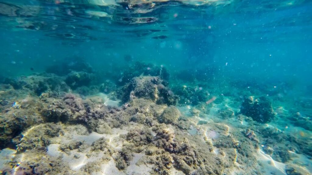 Esse lindo crustáceo vive no oceano a 1 km de profundidade, é transparente e menor que uma unha