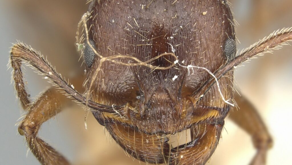 Essas formigas conseguem clonam outras espécies e surpreendem cientistas