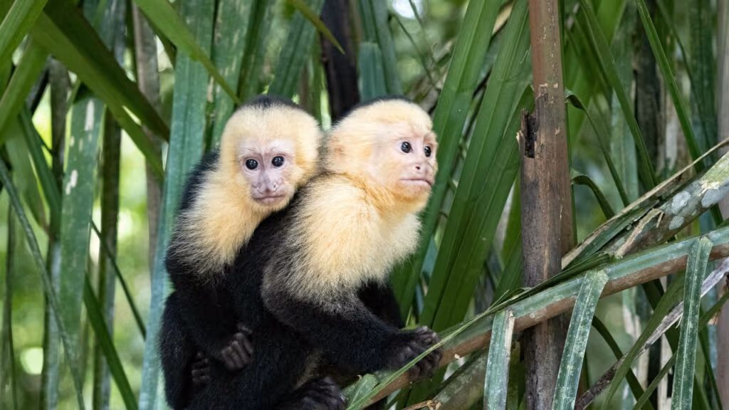 Fotografo da natureza faz registro emocionante de mamãe macaco-prego com filhote se arriscando para beber água