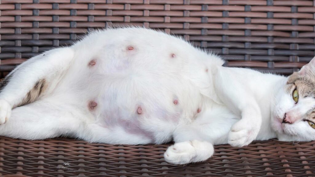 Vídeo curioso revela como ficam esses animais quando estão grávidas