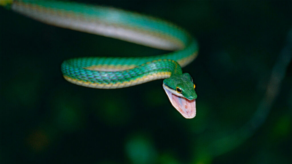 Esta serpente ficou escondida por séculos nas árvores do Cerrado