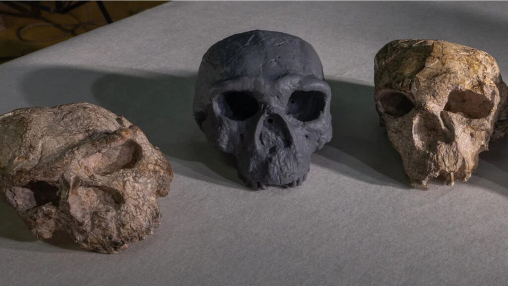 História da evolução humana pode ser reescrita após descoberta de crânio na Ásia.