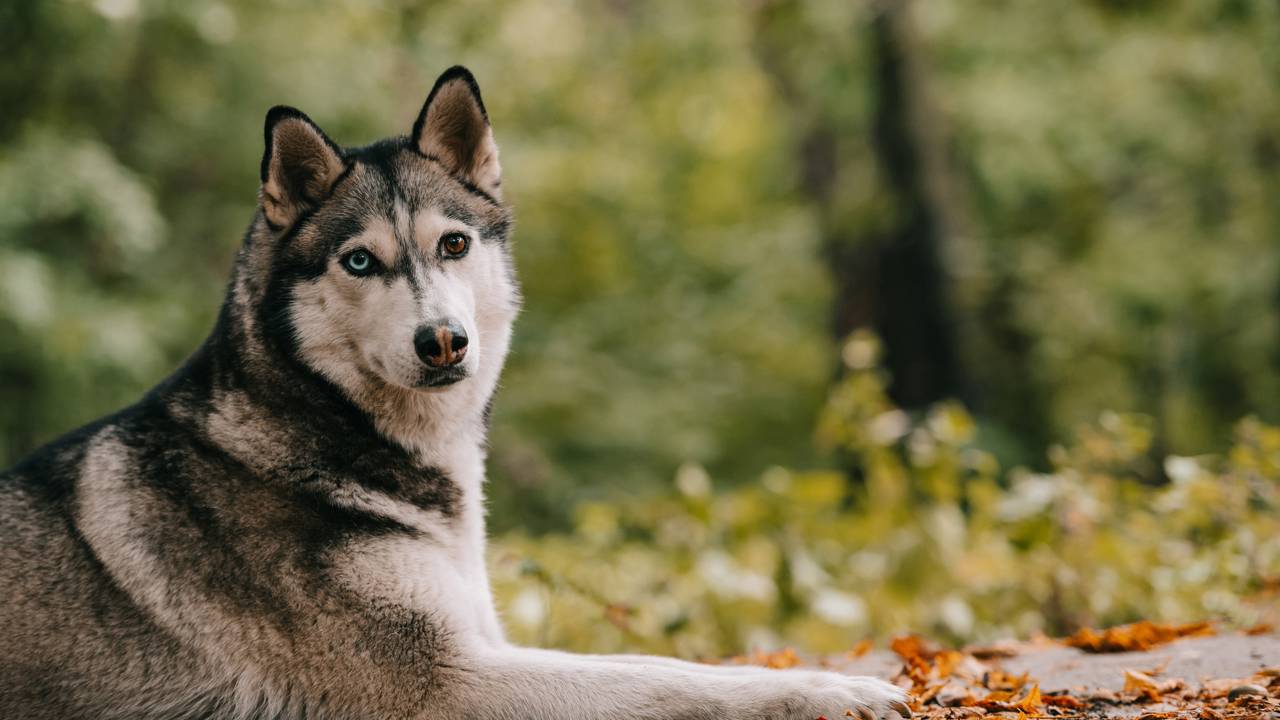 Drones captam imagens de um cachorro que foi adotado por uma família de ursos