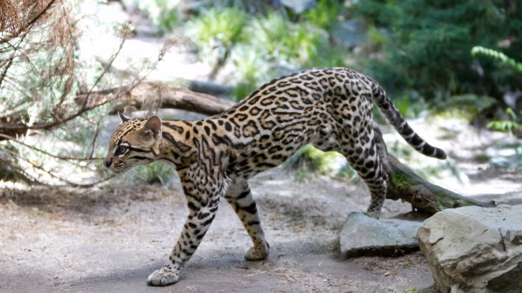 Jaguatirica Pituca vira alvo de disputa judicial após Ibama resgatar animal de influenciadora