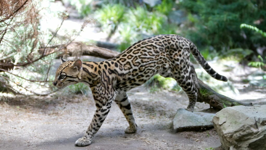 Jaguatirica Pituca vira alvo de disputa judicial após Ibama resgatar animal de influenciadora