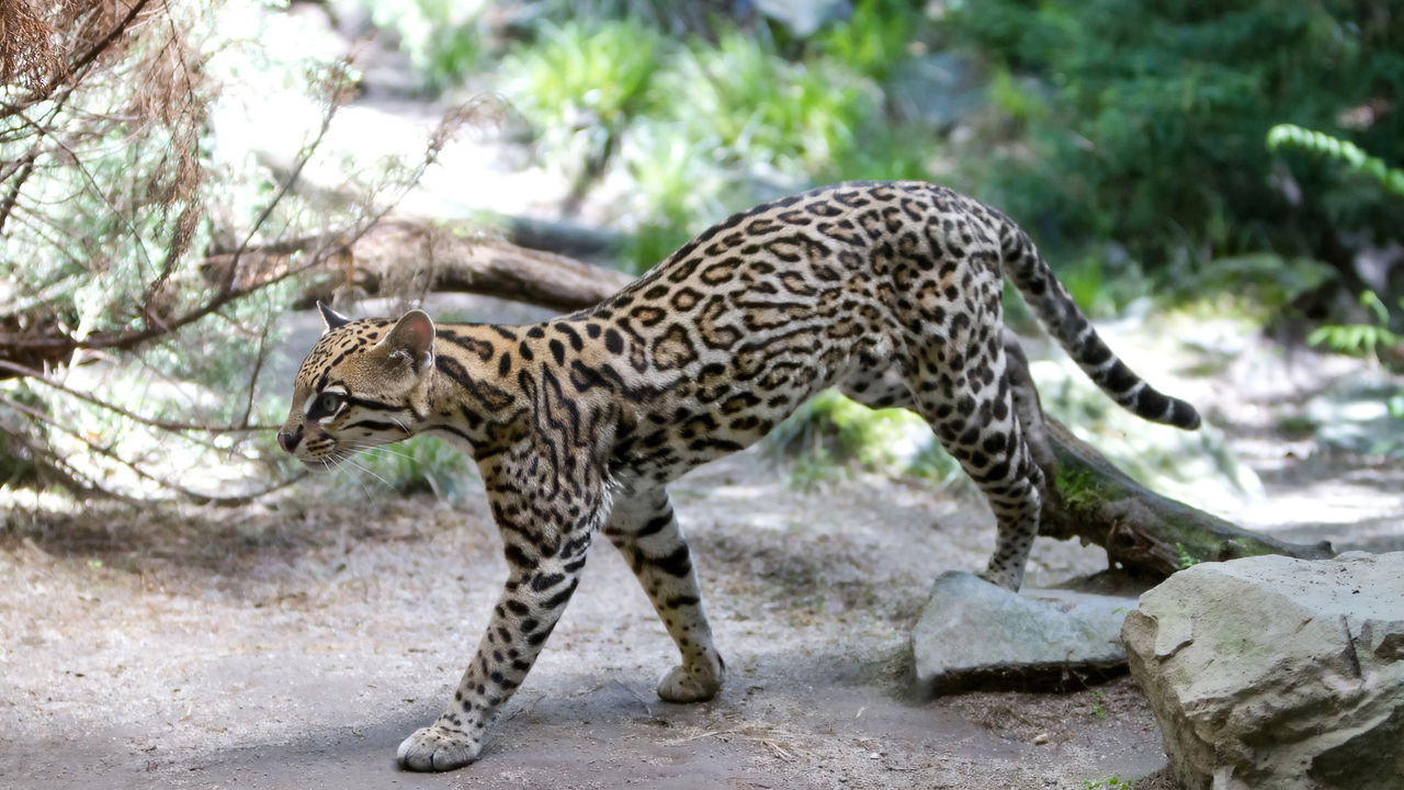 Jaguatirica Pituca vira alvo de disputa judicial após Ibama resgatar animal de influenciadora