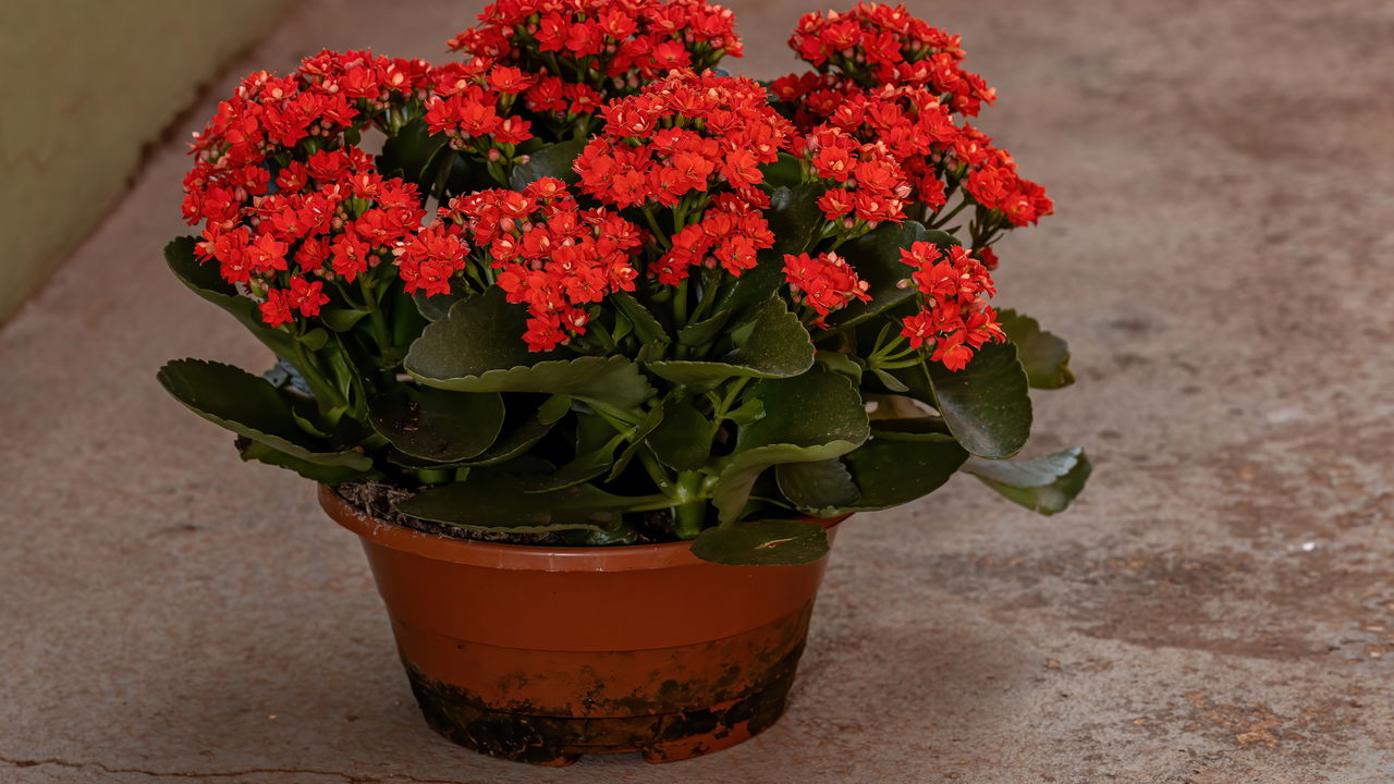 Essa planta comum em jardins no Brasil está valendo uma fortuna