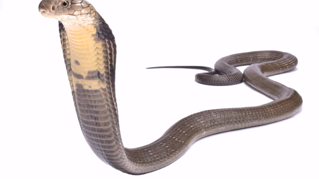 Vídeo flagra Cobra-rei gigante sendo capturada em resgate