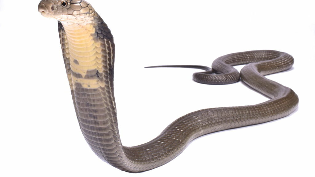 Cobra gigante com mais de 5 metros é eleita a maior serpente venenosa do mundo