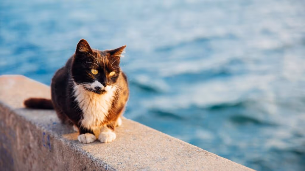 Mais gatos do que pessoas: a ilha mediterrânica desprezada pelo turismo