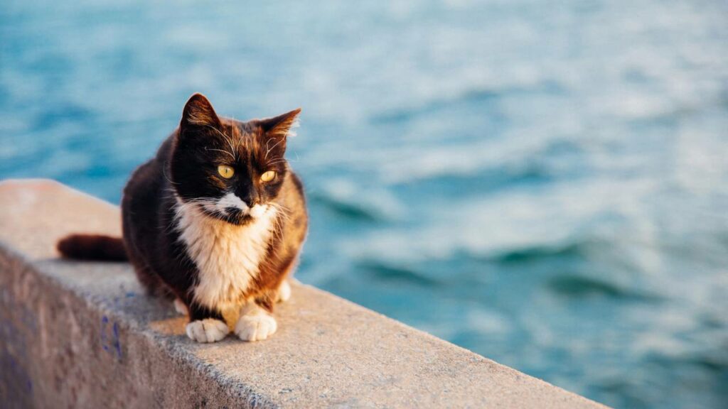 Mais gatos do que pessoas: a ilha mediterrânica desprezada pelo turismo