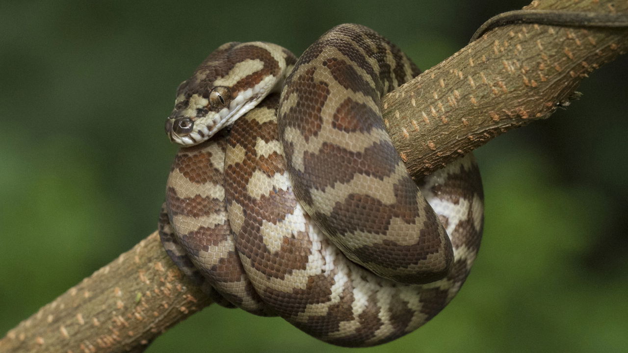 Homem é mordido por cobra durante alimentação e vídeo assusta internautas