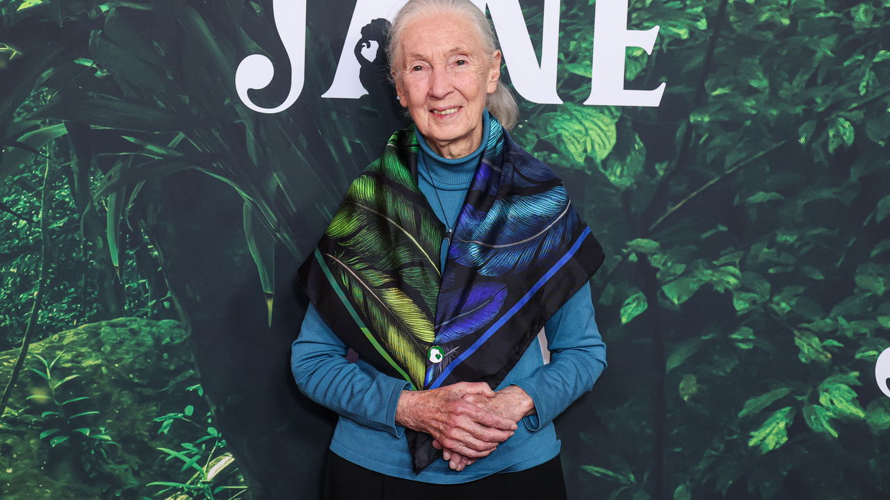 Morre Jane Goodall, cientista “amiga” dos chimpanzés aos 91 anos