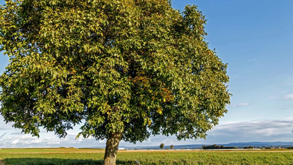 5 árvores que proporcionam uma sombra maravilhosa e não sujam o jardim