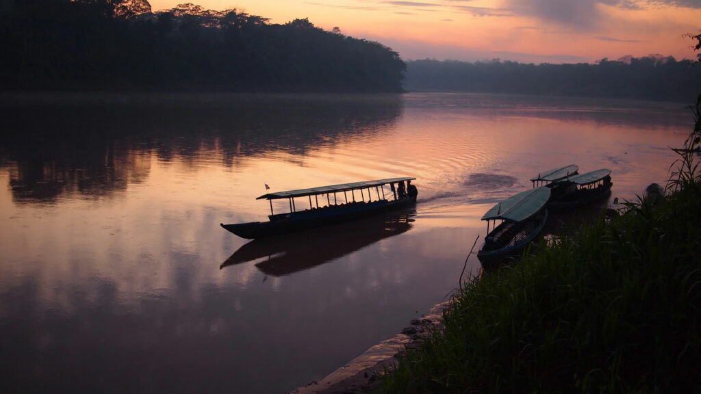 Nova espécie de peixe gigante é descoberta por Amazônia