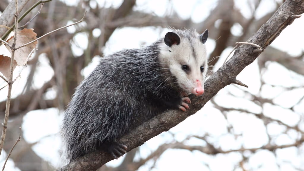 Esses animais sabem fingir e dominam a técnica mais engenhosa da natureza