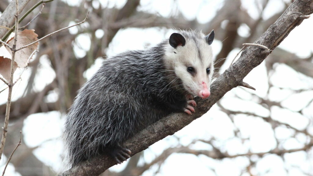 Esses animais sabem fingir e dominam a técnica mais engenhosa da natureza