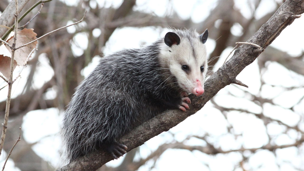 Esses animais sabem fingir e dominam a técnica mais engenhosa da natureza