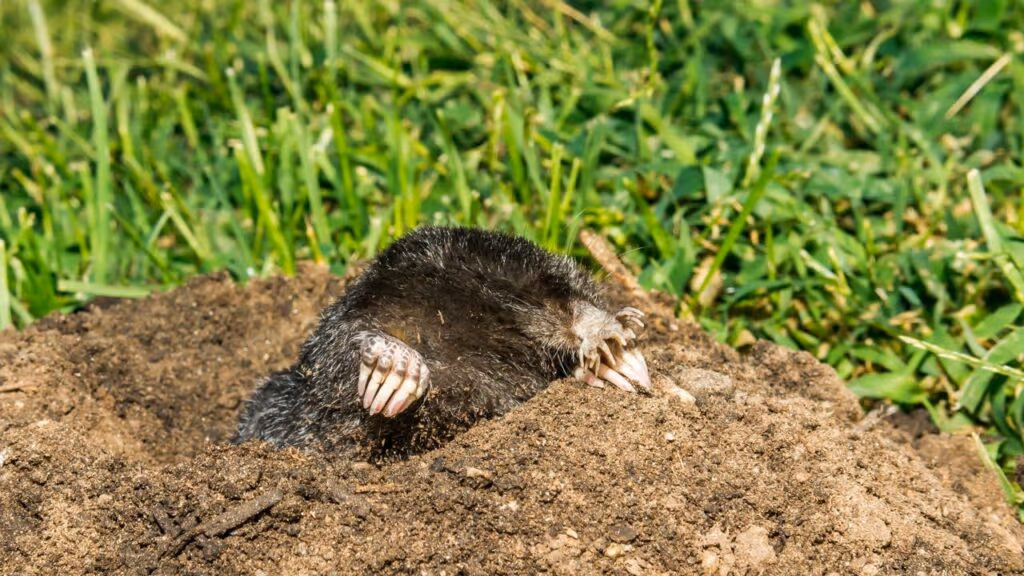 Os 10 animais mais feios do mundo