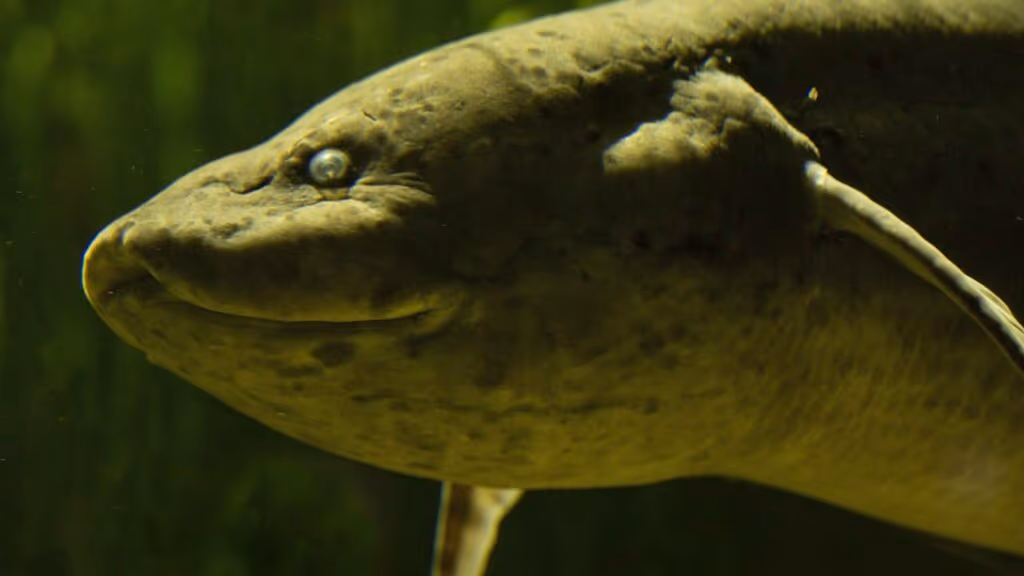 Esses animais conseguem dormir por anos seguidos e despertar normalmente