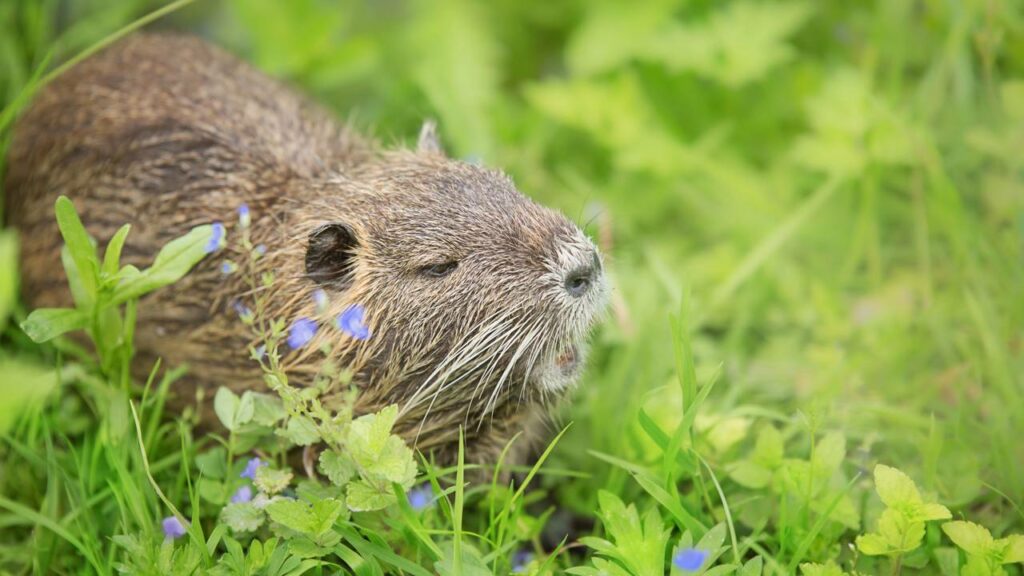 Pequeno mamífero considerado o 'jardineiro da natureza' retorna da extinção após 20 anos