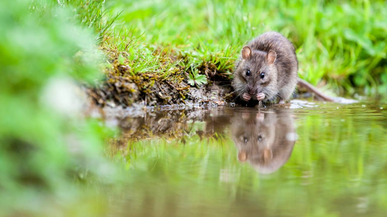 Pequeno mamífero considerado o ‘jardineiro da natureza’ retorna da extinção após 20 anos