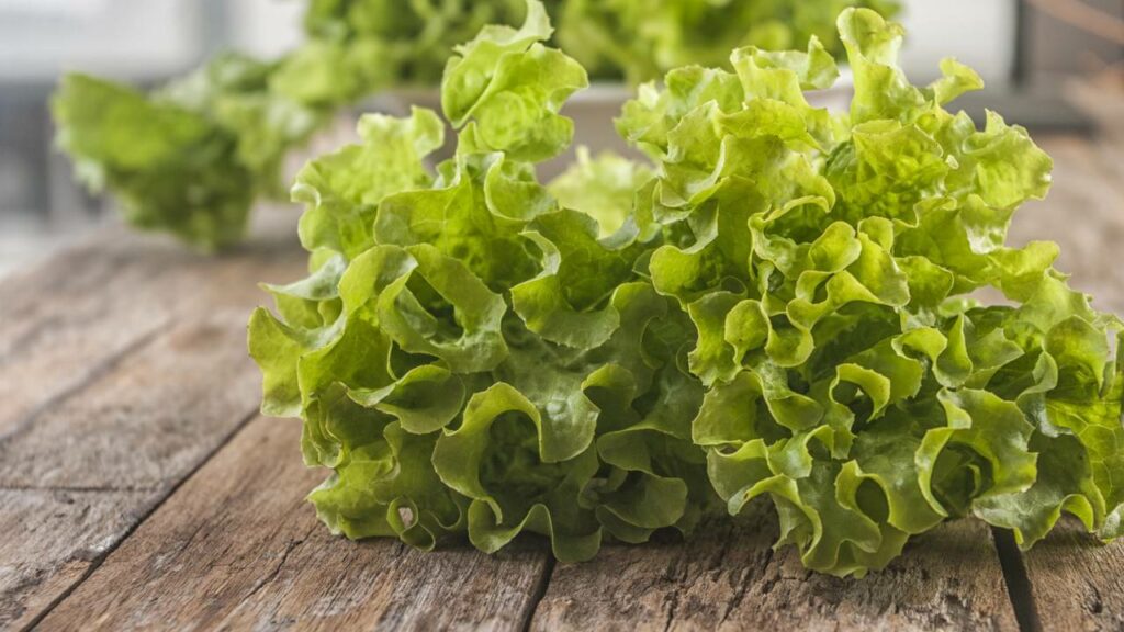 Resultados do cultiva de alface no espaço pela Nasa frustra o sonho da agricultura em Marte