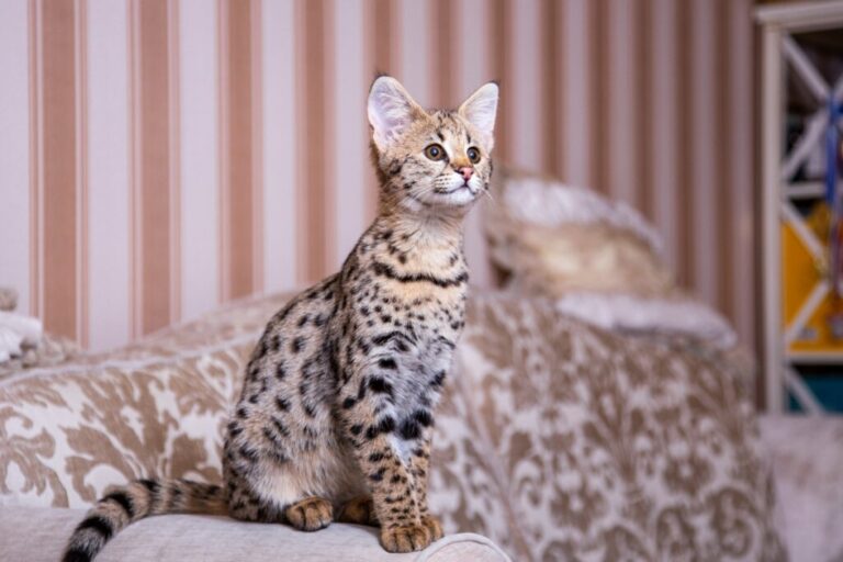 6 diferenças entre os gatos das raças savannah e bengal 
