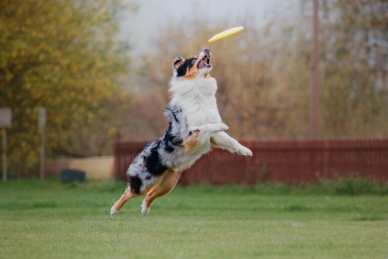 10 nomes ideais para cachorros curiosos