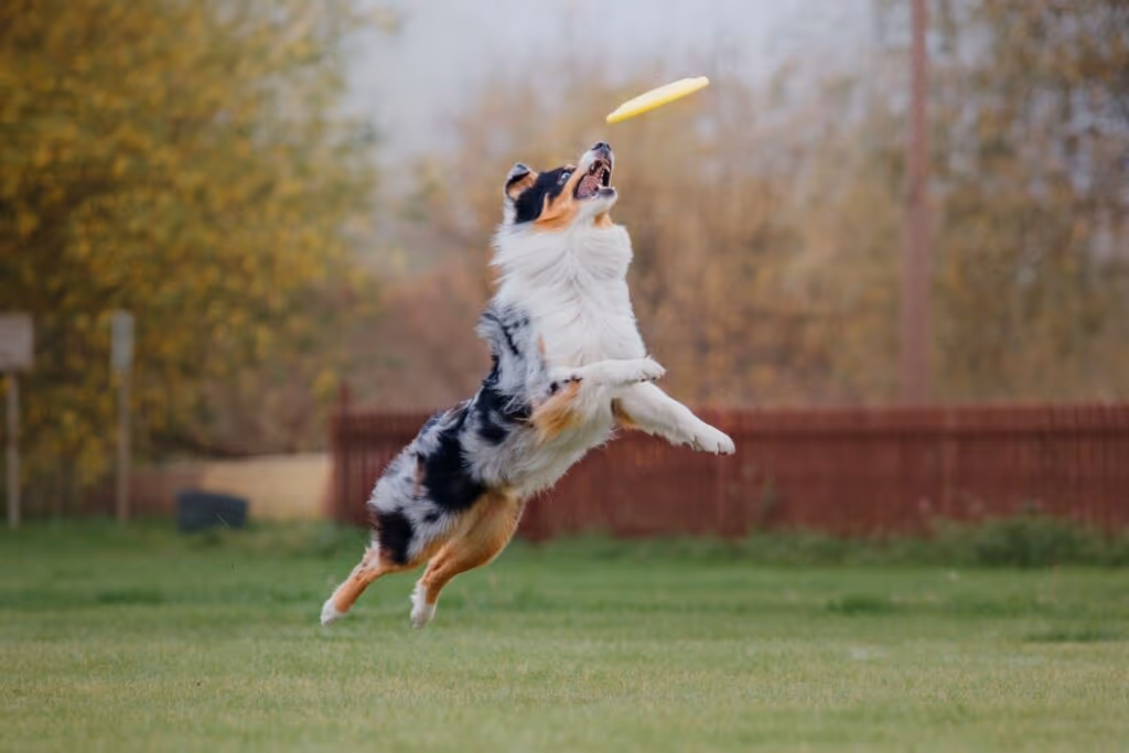 10 nomes ideais para cachorros curiosos
