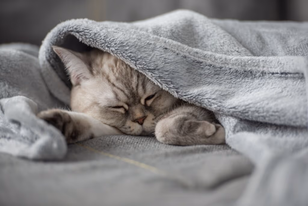 10 nomes perfeitos para gatos dorminhocos
