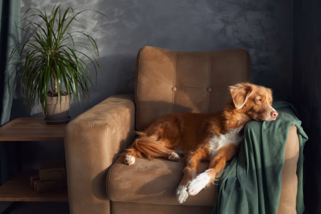 10 nomes para cachorros dorminhocos