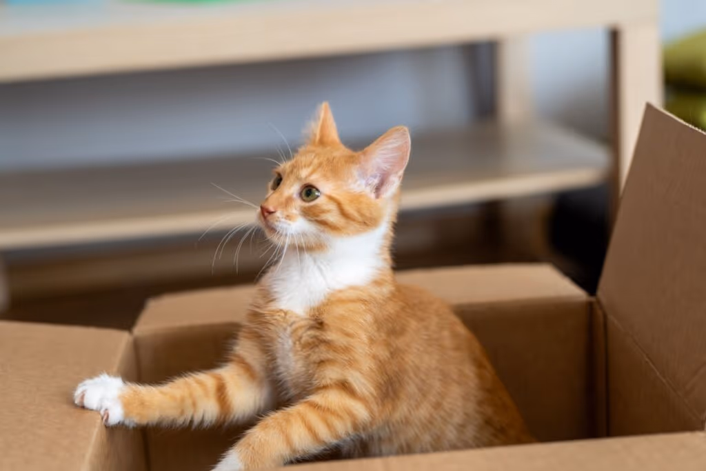 8 nomes perfeitos para gatos curiosos