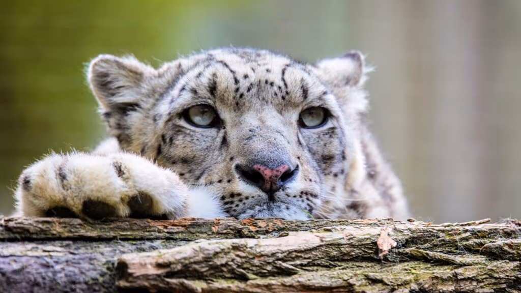 Sim, são leopardos-das-neves brincando enquanto escalam o abismo
